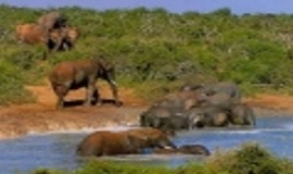 Garden Route and Addo Tour