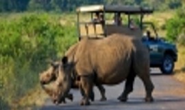 Kruger Park South Africa